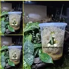 Fruit Fly Cultures 3 Pack NO FLIES Pre-Made FOOD & Excelsior Only Dart Frog Food