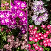 Phlox - Twinkle Dwarf Mixture seeds