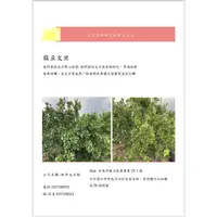 在飛比找蝦皮購物優惠-香甜好吃的自家老叢麻豆文旦30斤小顆