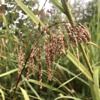 在飛比找蝦皮購物優惠-臺灣油芒 種子 Spodiopogon formosanus