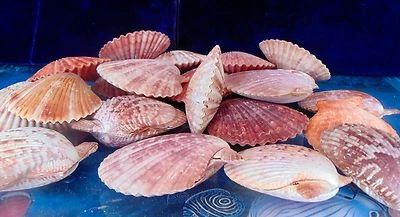 FOUR (4) PECTEN NOBILIS PAIRS 2 to 3" SEA SHELL BEACH DECOR CRAFT TROPICAL