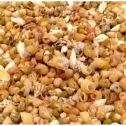 Tiny Seashell Mix Varity Great for Sailor's Valentine ~ One Cup