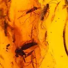 Swarm of Gnat Insects Fossil Genuine Baltic Amber 1.4g Natural Rare Inclusion