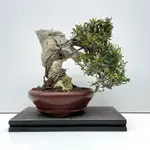 《野趣小品盆栽》日本🇯🇵縮緬葛．付石