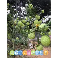 在飛比找蝦皮購物優惠-花/種子/唐棉/氣球花/球花/汽泡花/泡泡花/乾燥花🌹