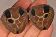 2 *SEPTARIAN NODULE* Halves 3.5cm 33.1g Natural Healing Crystal Geode