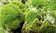Preserved Bulk Reindeer Moss, Chartreuse Green