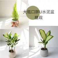 在飛比找蝦皮購物優惠-植物慢慢 l 大瓶口胖U水泥盆 琴葉蓉香冠柏大理石合果芋瑪麗