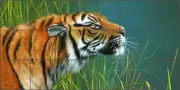 Tiger Tile Mural Mike Brown Wildlife Art Ceramic Backsplash MBA017