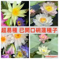 在飛比找蝦皮購物優惠-🔥【台灣荷花蓮花碗蓮種子】46種荷花  蓮花種子四季播種水生