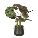 [OneWorld Collection] Calathea Variegated Black Pot Red