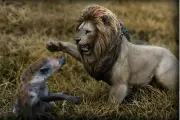 Nanmu Animal Statues 1/12 Model Thundering Rage African lion VS Spotted hyena
