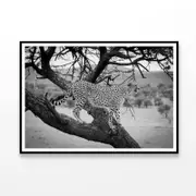 Cheetah Stands in Tree Print 100% Australian Made 120x90cm (Poster)