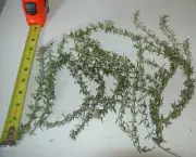 ROSEMARY FRESH 100% Organic Herbs 10 Sprigs cut to order 8 "-12"