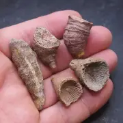 5pcs 49gr. Fossils Horn rugose coral extinct solitary coral Devonian 10
