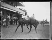 Jockey astride the racehorse Bombus, NSW, 22 January 1934 Australia Old Photo
