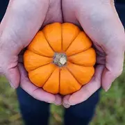 Pumpkin - Jack Be Little 8 Seeds