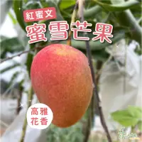 在飛比找momo購物網優惠-【禾ME】精品蜜雪芒果8-10顆3公斤(預計5月中開始出貨)