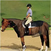 CASHEL QUIET RIDE TWO PIECE BUG ARMOR GUARD HORSE RIDING FLY NET PROTECTION