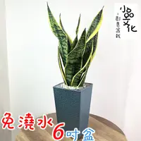 在飛比找蝦皮商城優惠-【小品文化】長葉金邊虎尾蘭【現貨】6吋磚紋免澆水盆栽 觀葉植