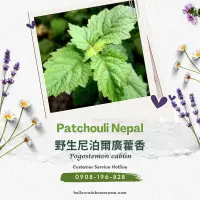 在飛比找蝦皮購物優惠-SC-3635，Patchouli Nepal，野生尼泊爾廣