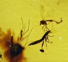 Gnat laying eggs and Rove Beetle, Fossil inclusion in Burmese Amber