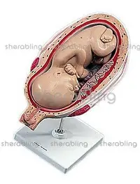 在飛比找Yahoo!奇摩拍賣優惠-(ME-N_110)進口人類胚胎模型第七個月胚胎胚胎模型人類