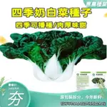 奶白菜種子小白菜青菜黑油菜春季四季蔬菜種籽鞦矮腳鞦播種孑鼕季【惠農園藝】