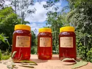 Bulk Box of 10, 1kg Jars of 100% Raw Cold Extracted Honey