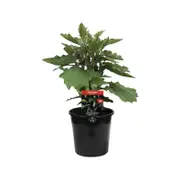 180mm Eggplant Patio Baby - Solanum melongena