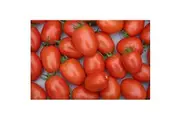 TOMATO 'Roma' seeds - Standard packet (see description for seed quantity)