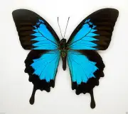 Butterfly - Papilionidae - Papilio ulysses ulysses (m) - Indonesia