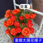 💯正品【重辦太陽花種子】太陽花種子 新手易種植花卉種子 耐旱耐曬 盆栽太陽花種子 花園陽台露台種植 超高出芽率