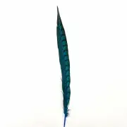 20" to 30" Lady Amherst Pheasant Side Tail Feather - Turquoise