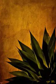Agave On Adobe Sunset by Chris Lord Photo Art Print Poster 24x36 inch