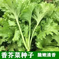 在飛比找蝦皮購物優惠-種子 香芥菜種子四川香菜餃子菜春秋四季農家天涯陽臺播種蔬菜種