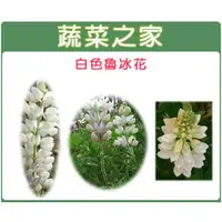 在飛比找PChome商店街優惠-【蔬菜之家】H06.魯冰花(旺花白色)種子10克(約25顆)