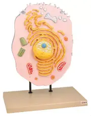 Eisco Labs Hand Painted Animal Cell Model
