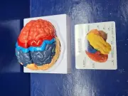 Human Brain Model Anatomy Color-Coded Life Size Teaching Anatomy of Brain for Sc