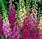 1 Pack 1100 Mix Colors Foxglove Seeds Digitalis purpurea 4 Feet Tall