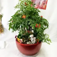 在飛比找momo購物網優惠-【The Flower嬪嬪花藝坊】桌上型旺旺樹盆栽組合(雙北