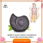 Adbhut Maha Vishnu Sudarshan Kalptaru Shaligram Shila - EBS31
