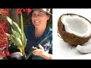 Dwarf Coconut Malay Red Tree - Cocos nucifera
