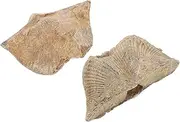 GETAJGHSD 2pcs Natural Shell Specimen for Educational and Decorative Use Specimen Home Decor for Teaching Collectors and Display