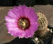 Echinocereus reichenbachii JRT 202 - 10 seeds, seeds