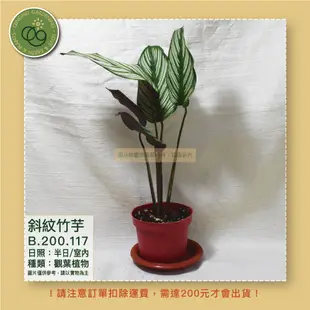 【台灣現貨】斜紋竹芋_3寸盆_買十送一 植物｜觀葉植物｜園藝｜觀賞_B.200.117