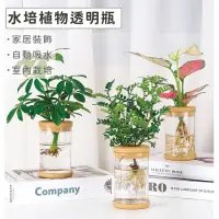 在飛比找momo購物網優惠-【Gardeners】水培植物透明瓶-1入(室內盆器吸水盆水