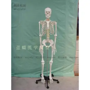 (MD-B_1268)170CM人體骨骼模型170公分人骨模型人骷髏模型