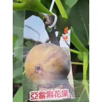 在飛比找蝦皮購物優惠-花田厝_水果苗--亞當無花果- 8吋40公分