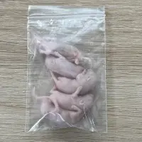 在飛比找蝦皮購物優惠-【嘉嘉寵物】「宅配專用」 🐁冷凍 乳鼠 小白鼠/小灰鼠/乳牛